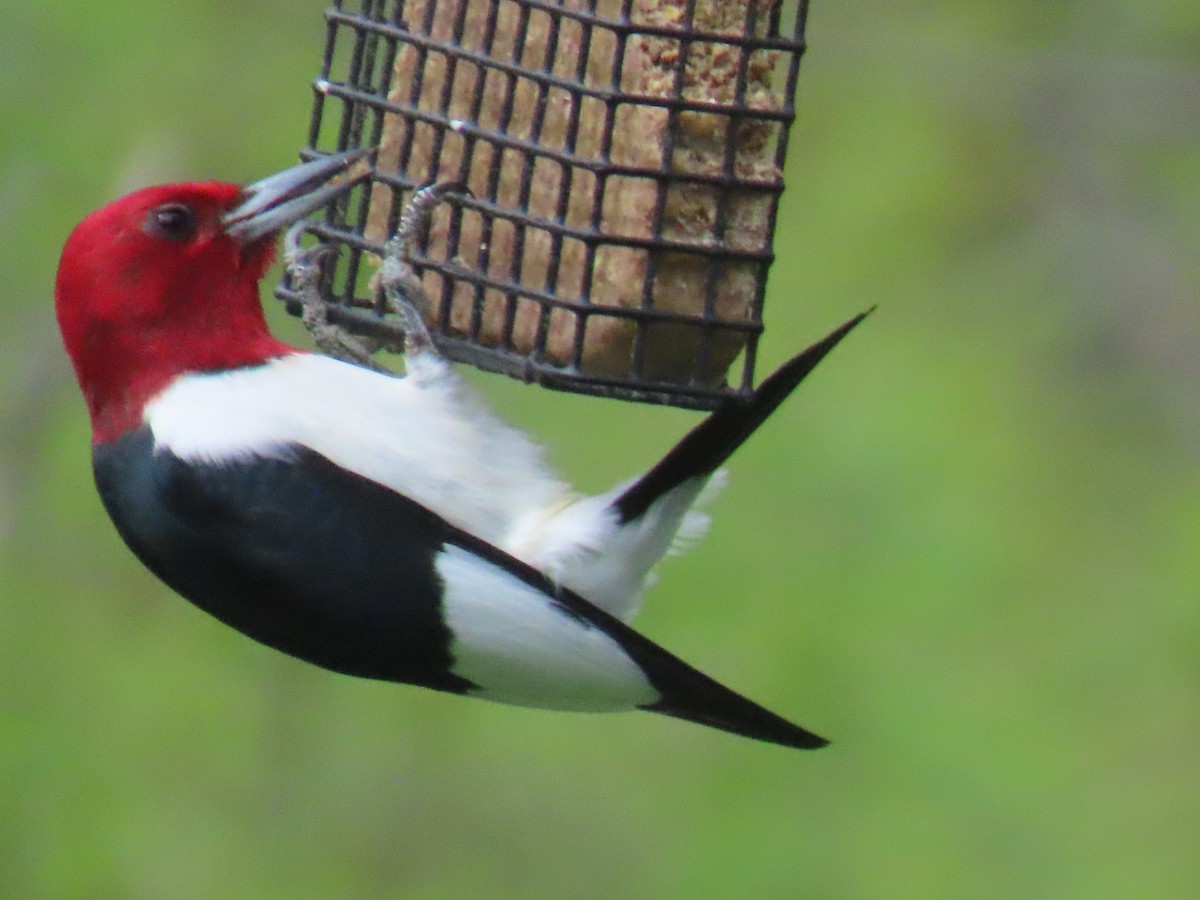 Red-headed Woodpecker - ML618333188