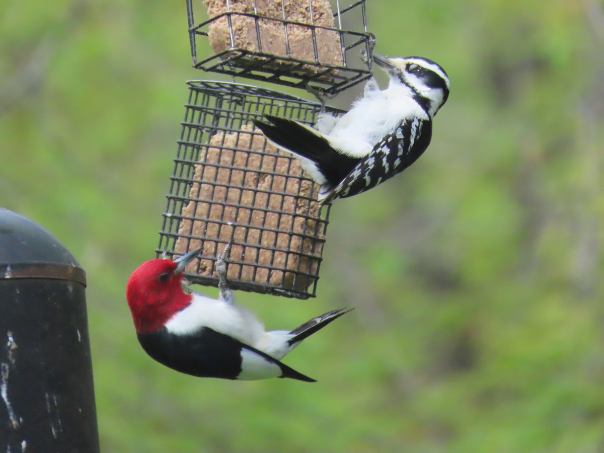 Red-headed Woodpecker - ML618333189