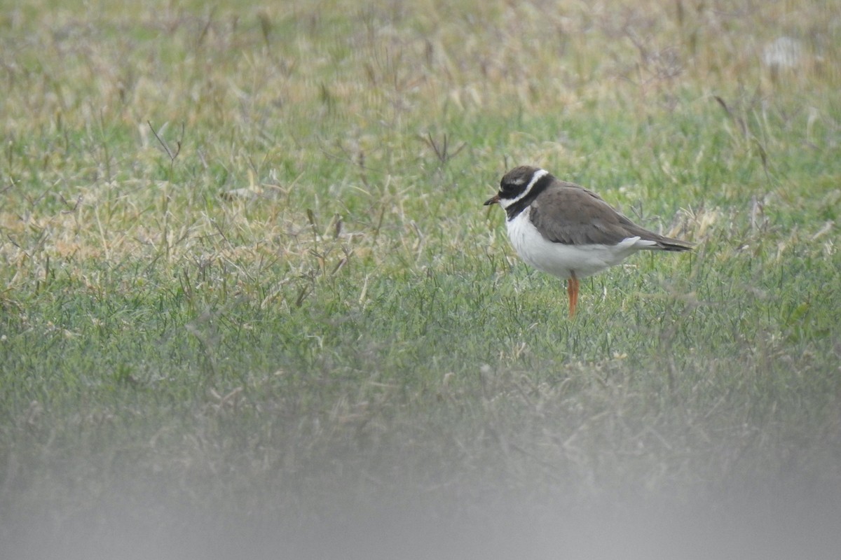 Common Ringed Plover - ML618333207