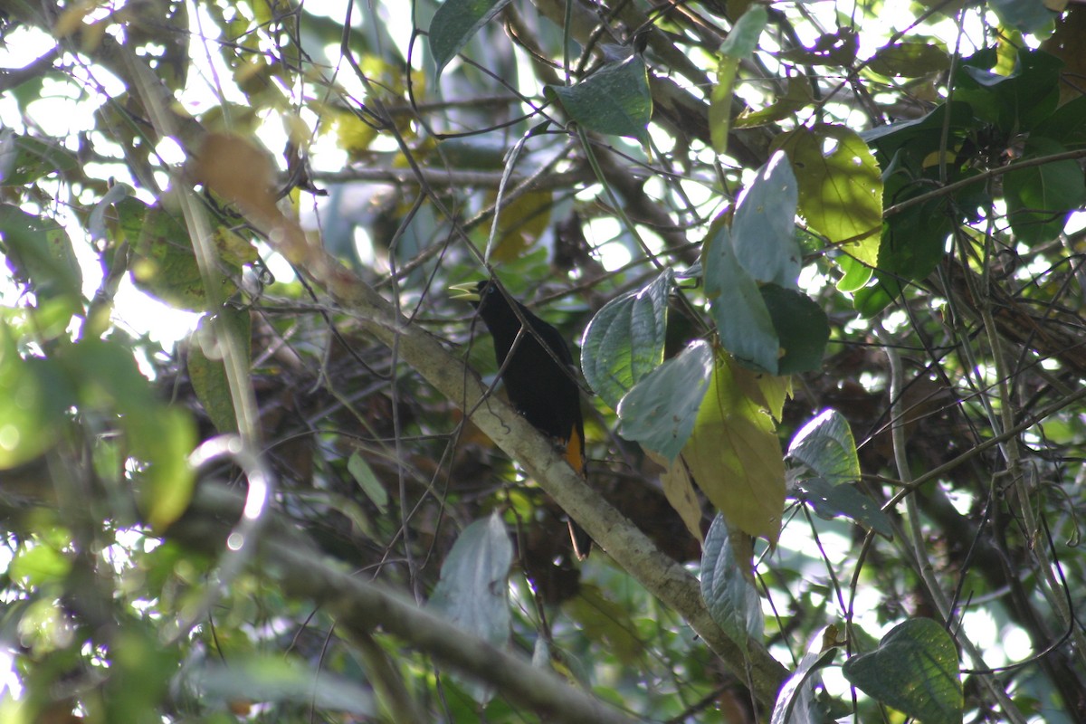 Yellow-rumped Cacique - ML618333222