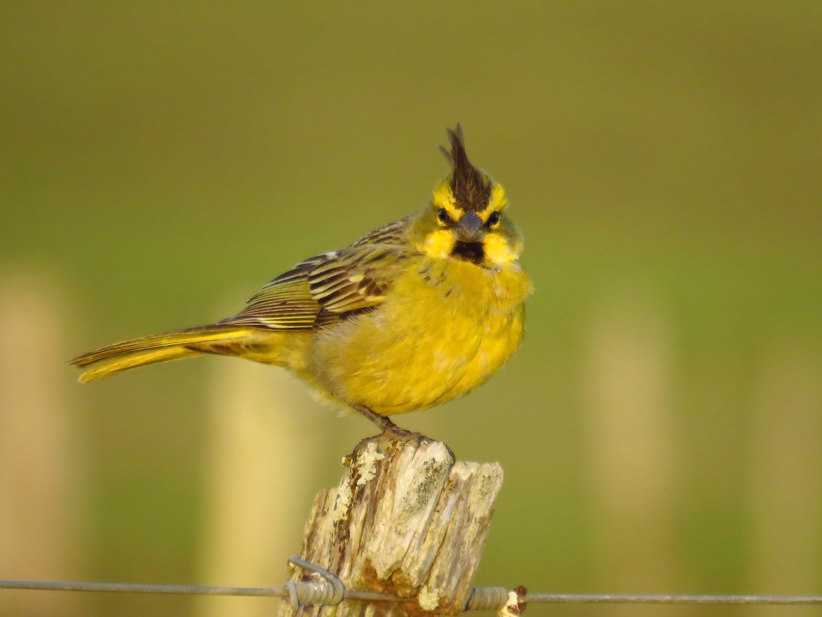 Yellow Cardinal - Birdwatching Punta del Este