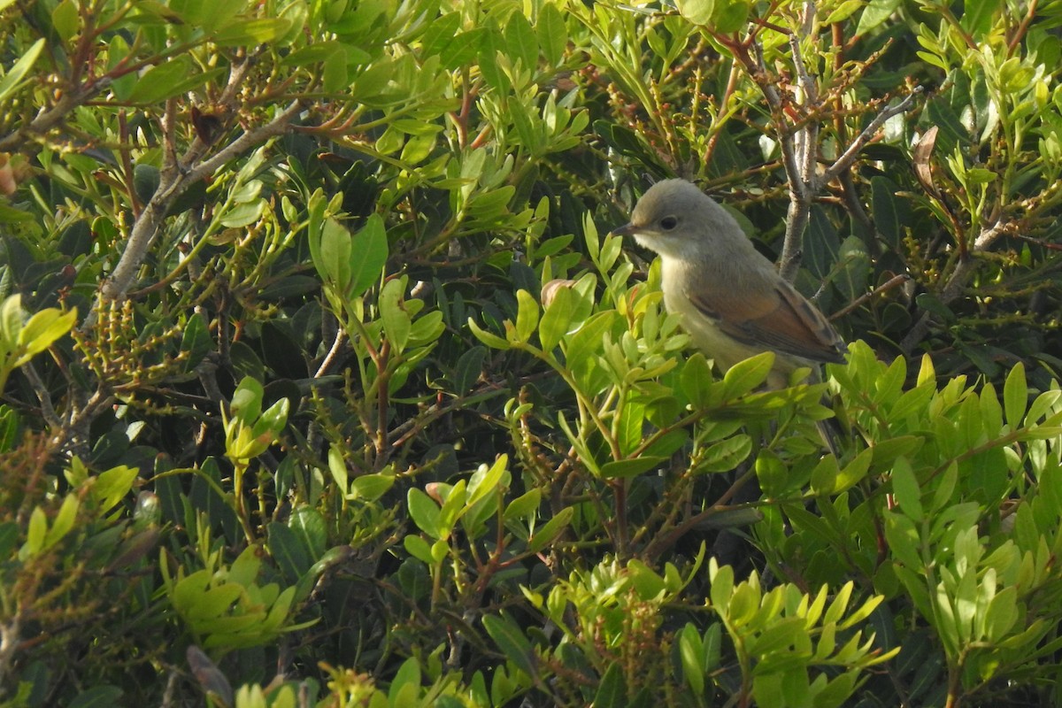 Spectacled Warbler - ML618333314
