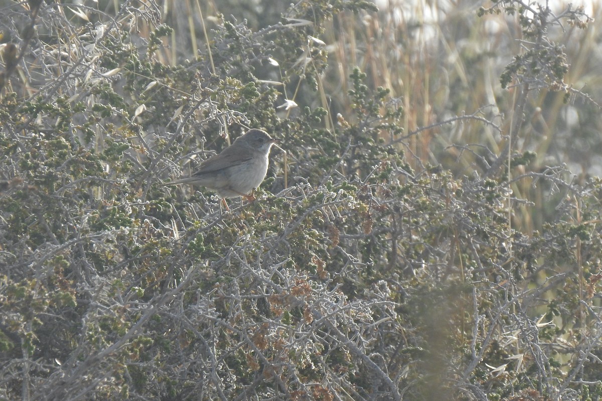 Spectacled Warbler - ML618333315