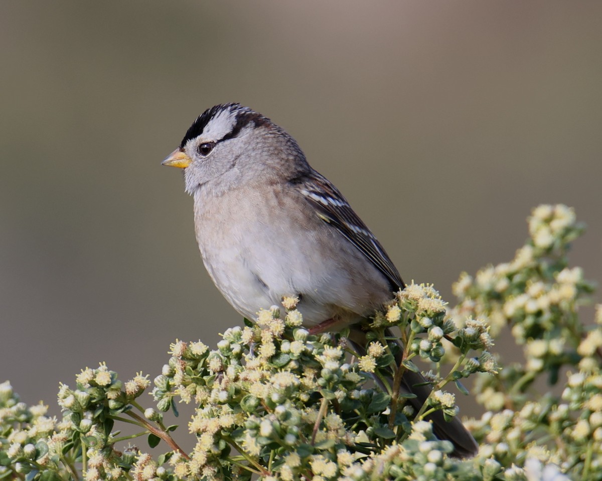 White-crowned Sparrow - ML618333320