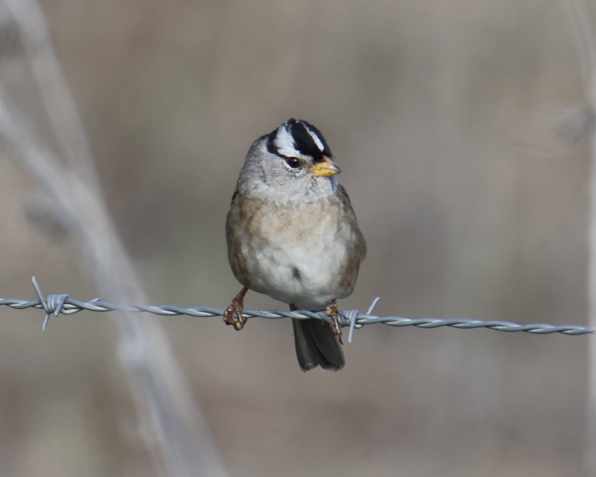 White-crowned Sparrow - Linda Dalton
