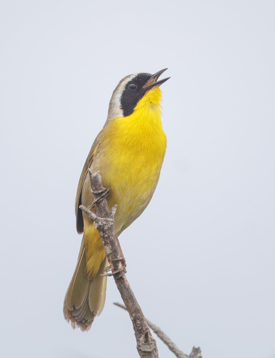 Common Yellowthroat - John Callender