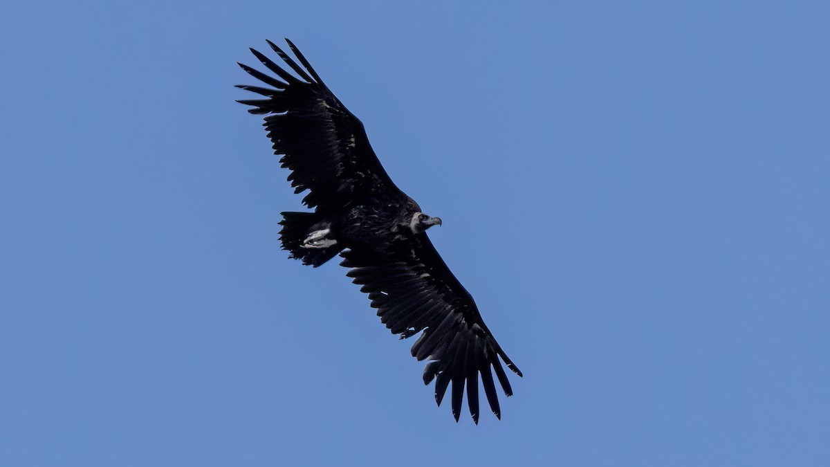 Cinereous Vulture - ML618333343
