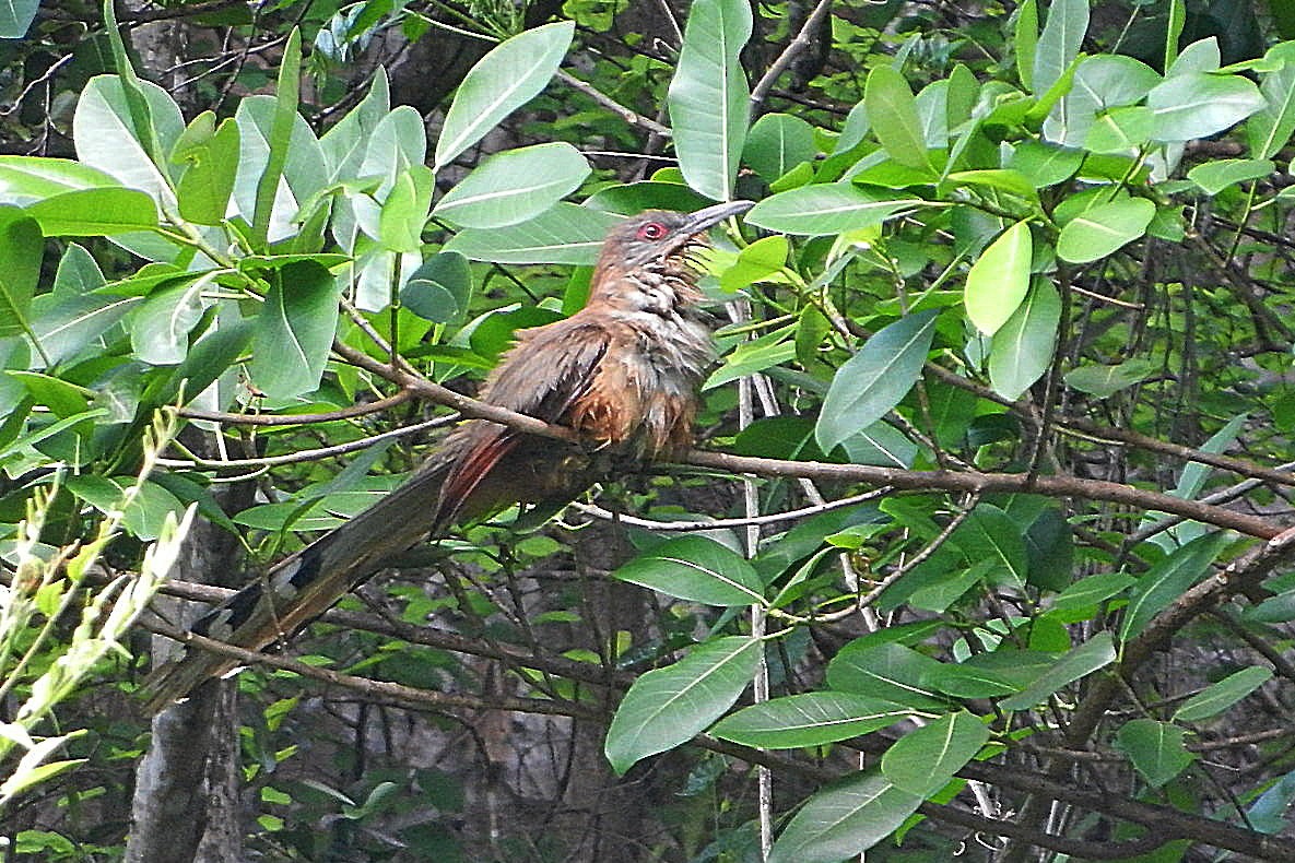 Great Lizard-Cuckoo (Cuban) - ML618333347