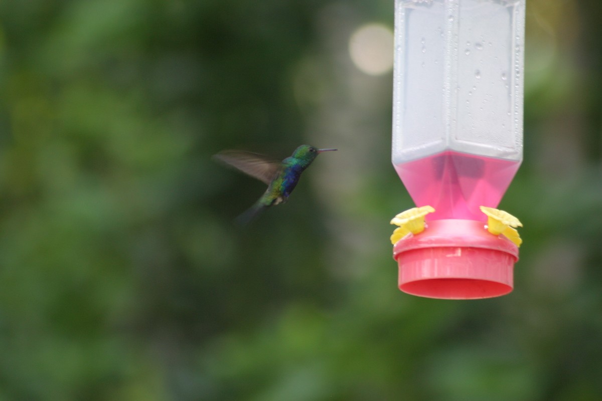 Violet-bellied Hummingbird - ML618333350