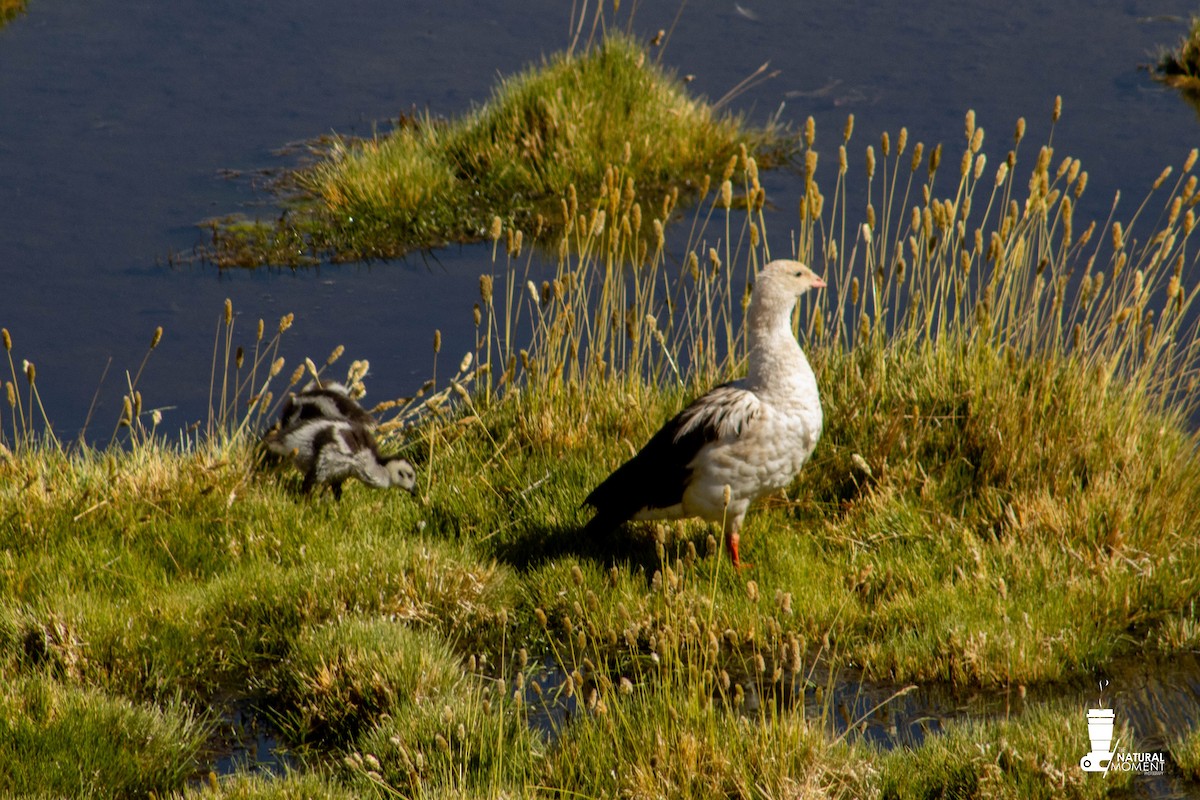 Andean Goose - ML618333361