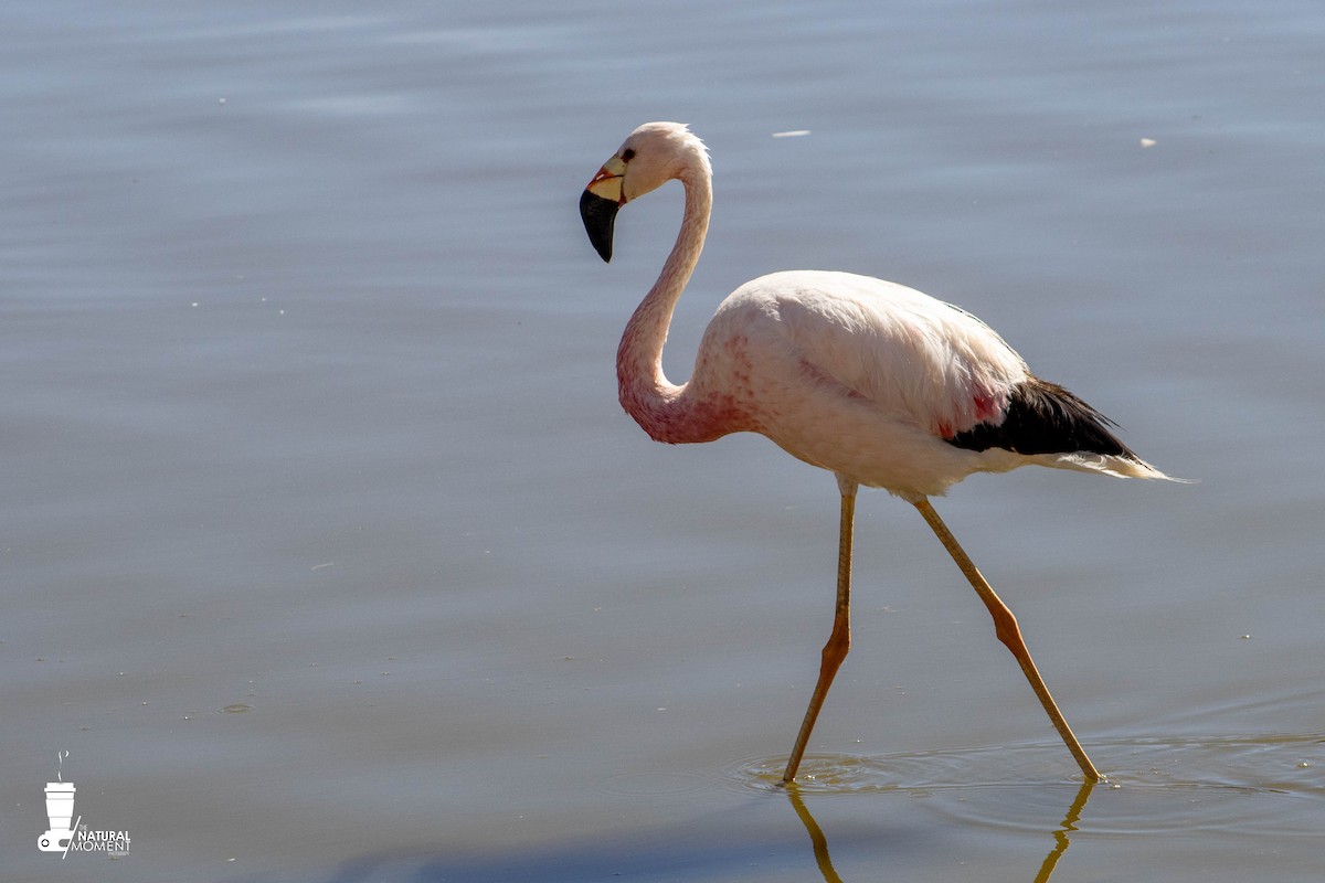And Flamingosu - ML618333364