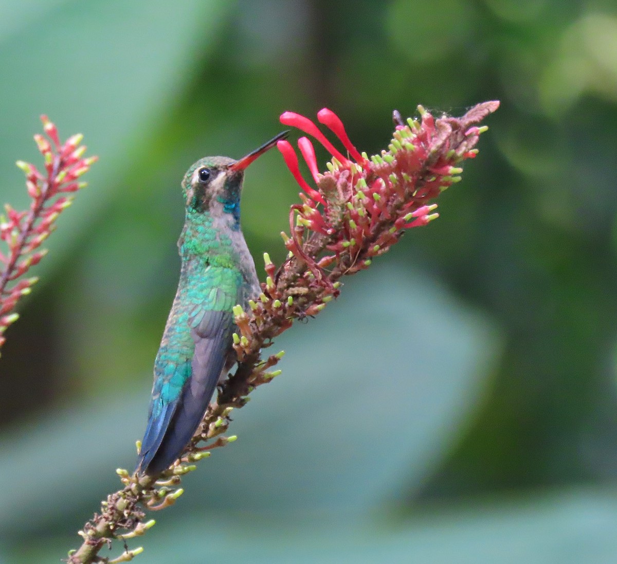 Glittering-bellied Emerald - Fernando Pocho Cabral / Birding Iguazu