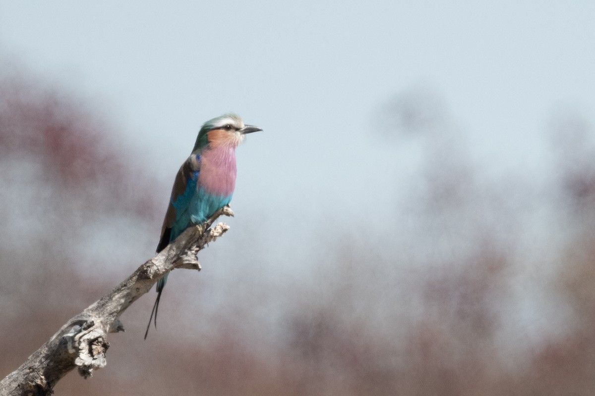 Lilac-breasted Roller - ML618333405