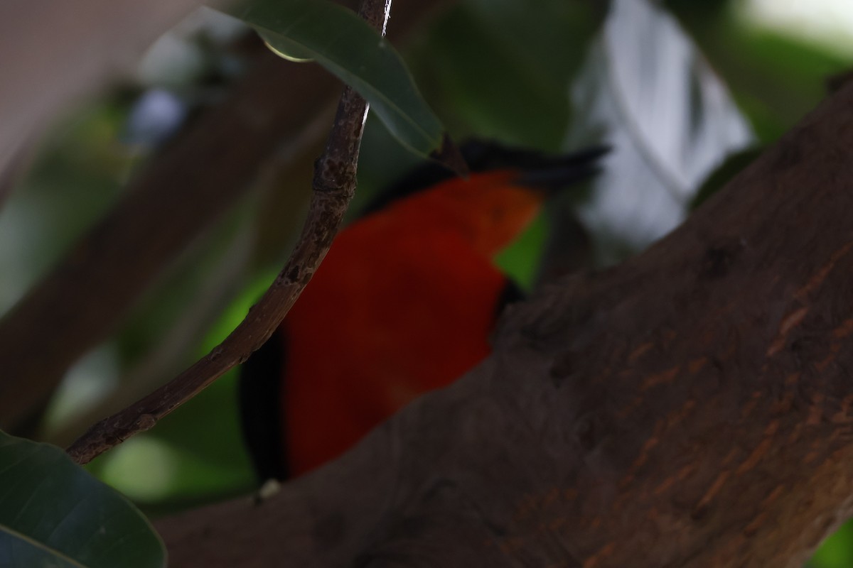 Scarlet-chested Sunbird - ML618333420