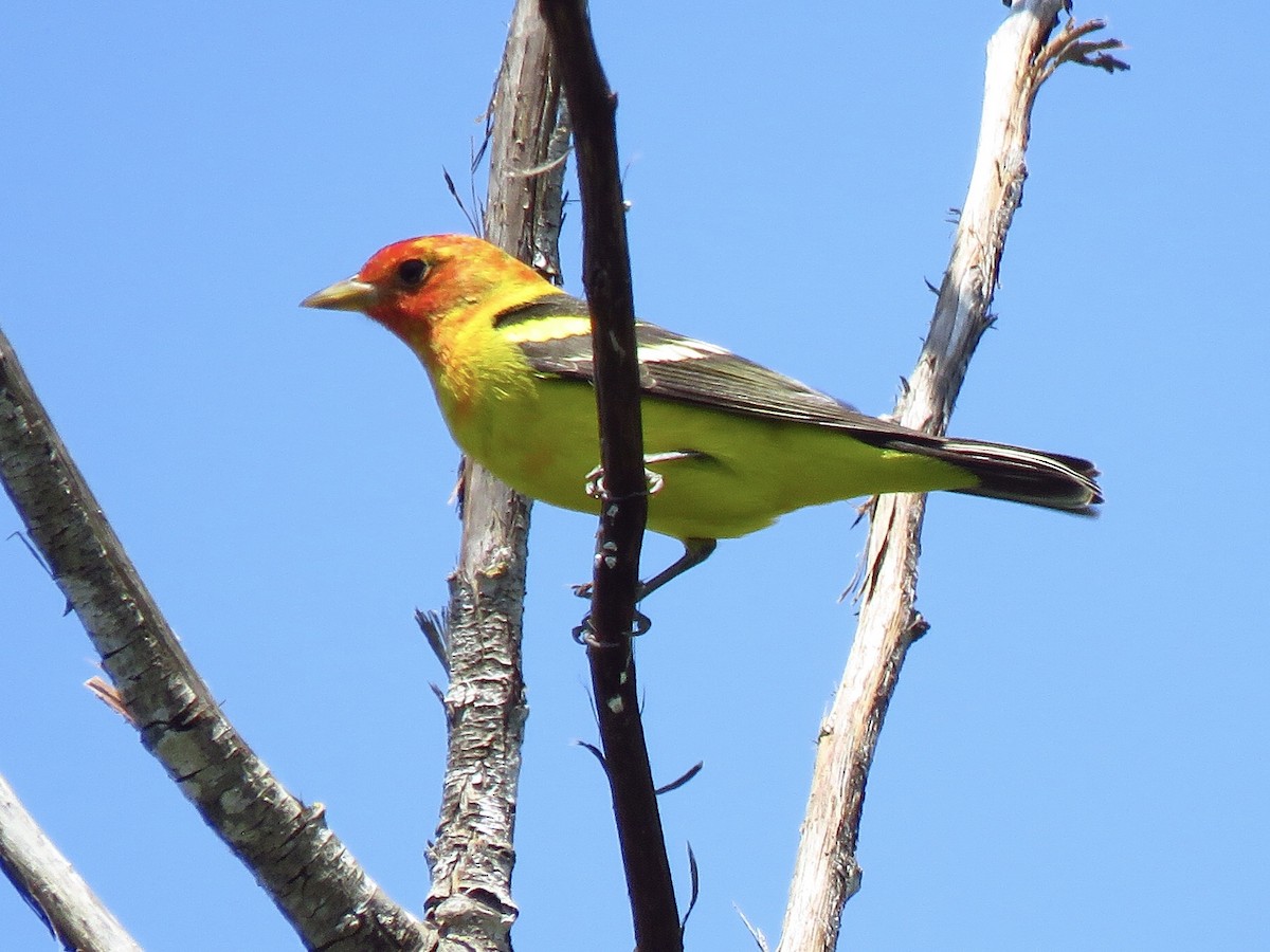 Western Tanager - ML618333443