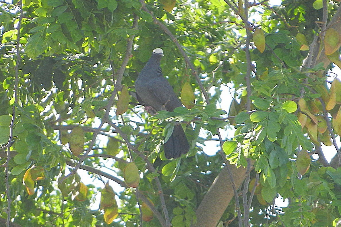 White-crowned Pigeon - ML618333470