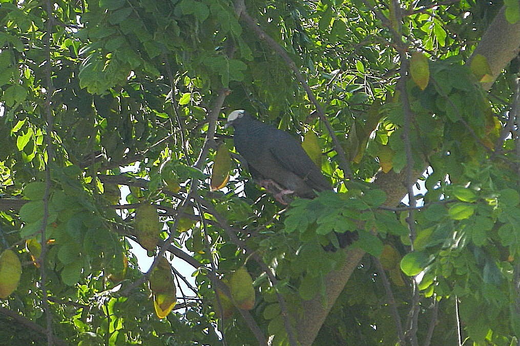 White-crowned Pigeon - ML618333471