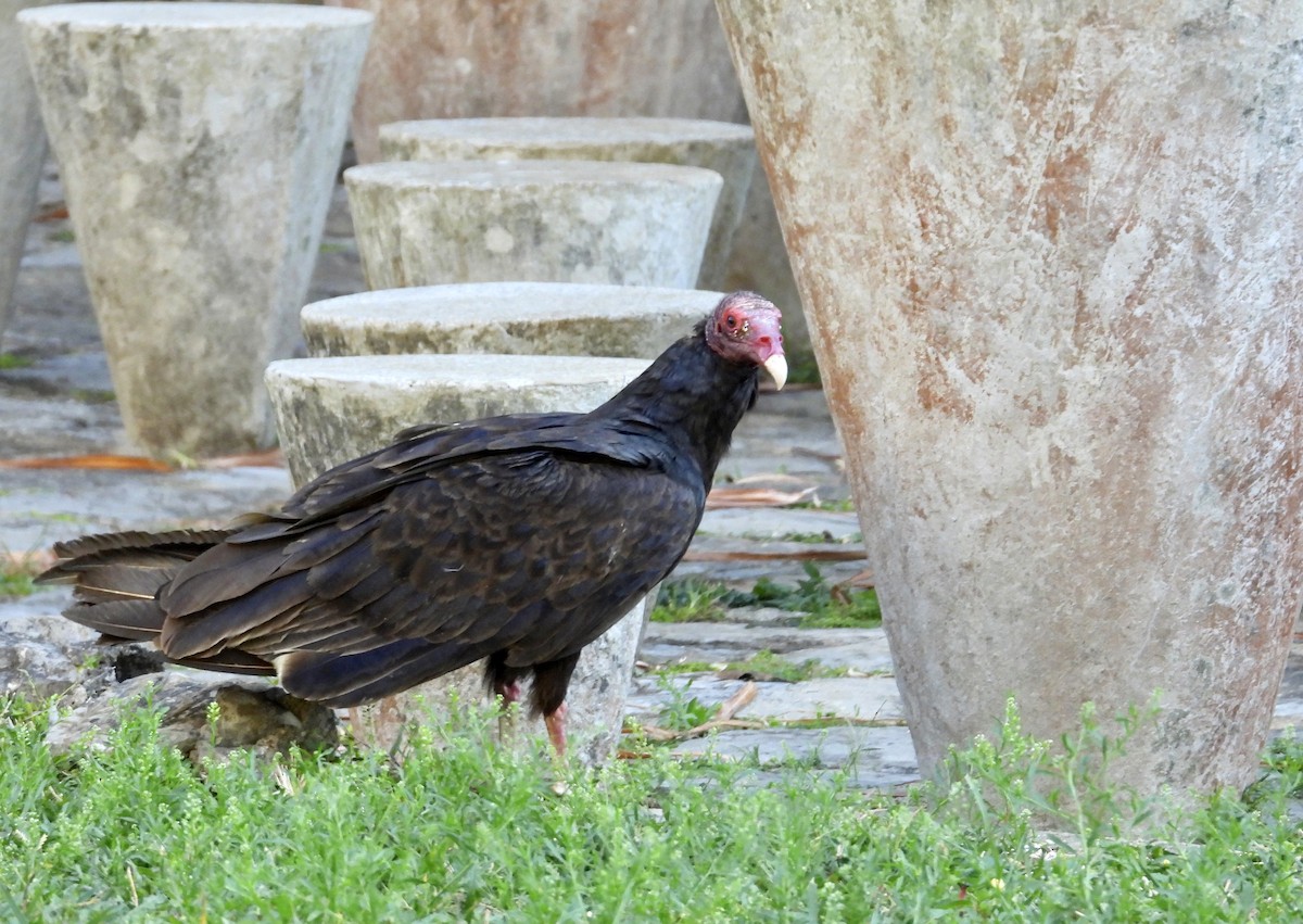 Turkey Vulture - ML618333489