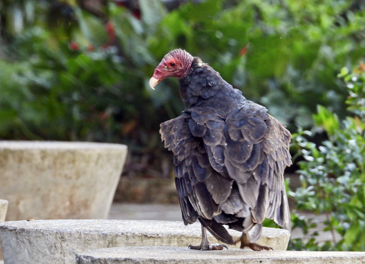 Turkey Vulture - ML618333490