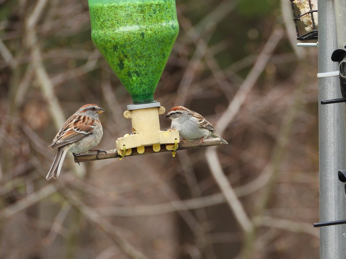American Tree Sparrow - ML618333491