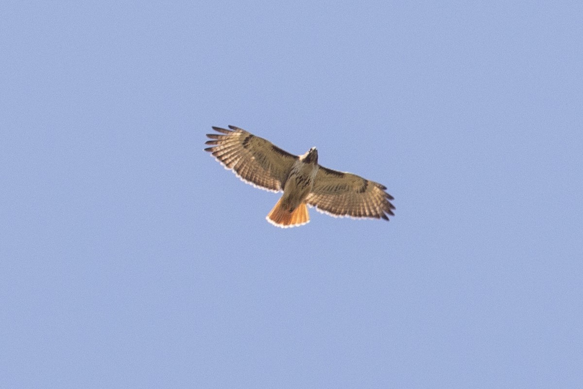 Red-tailed Hawk - ML618333502
