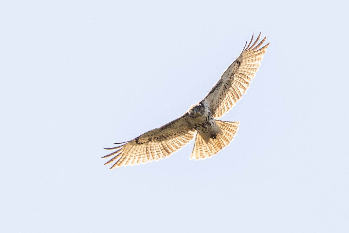 Red-tailed Hawk - ML618333503