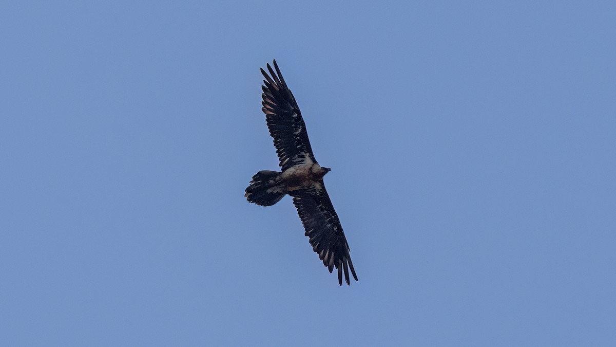 Bearded Vulture - ML618333514