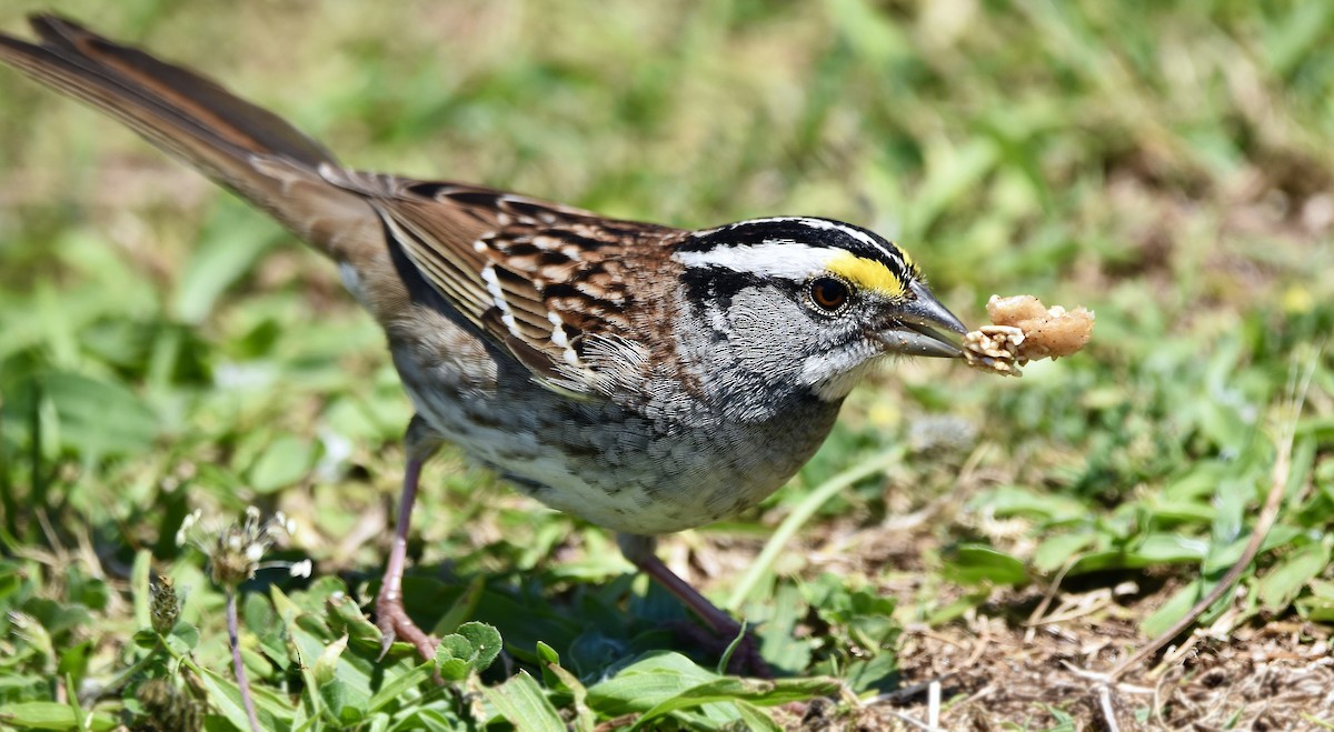 White-throated Sparrow - ML618333516