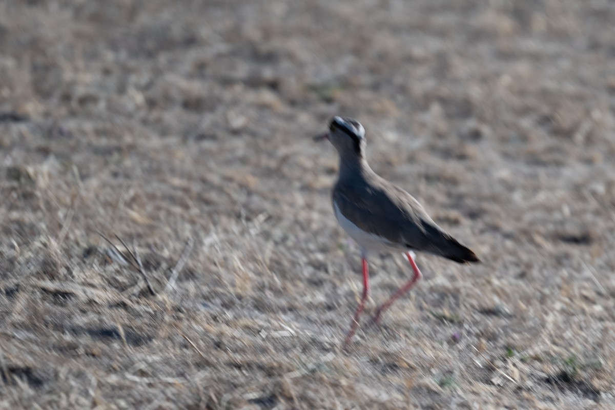 Crowned Lapwing - ML618333526