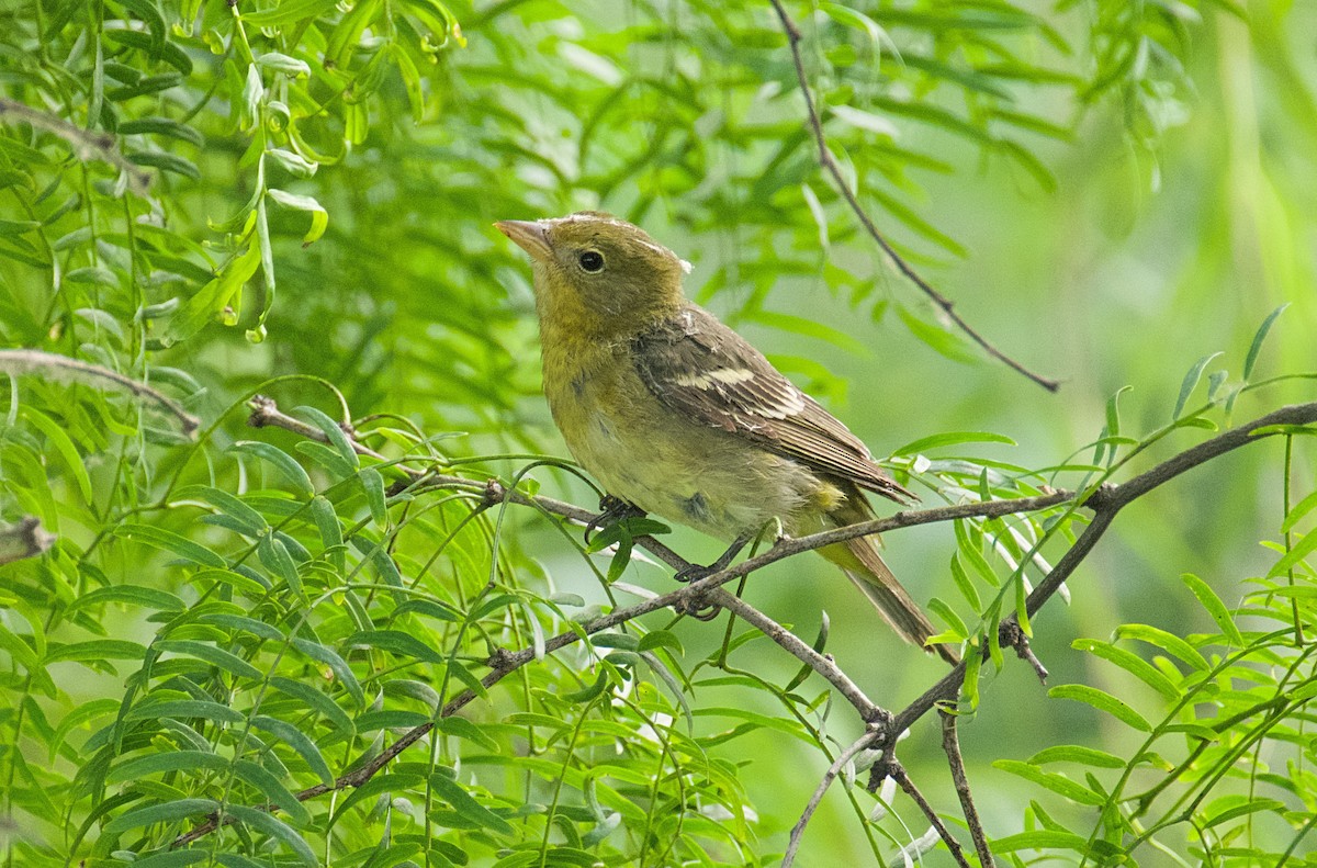 Western Tanager - Larry Wielgot