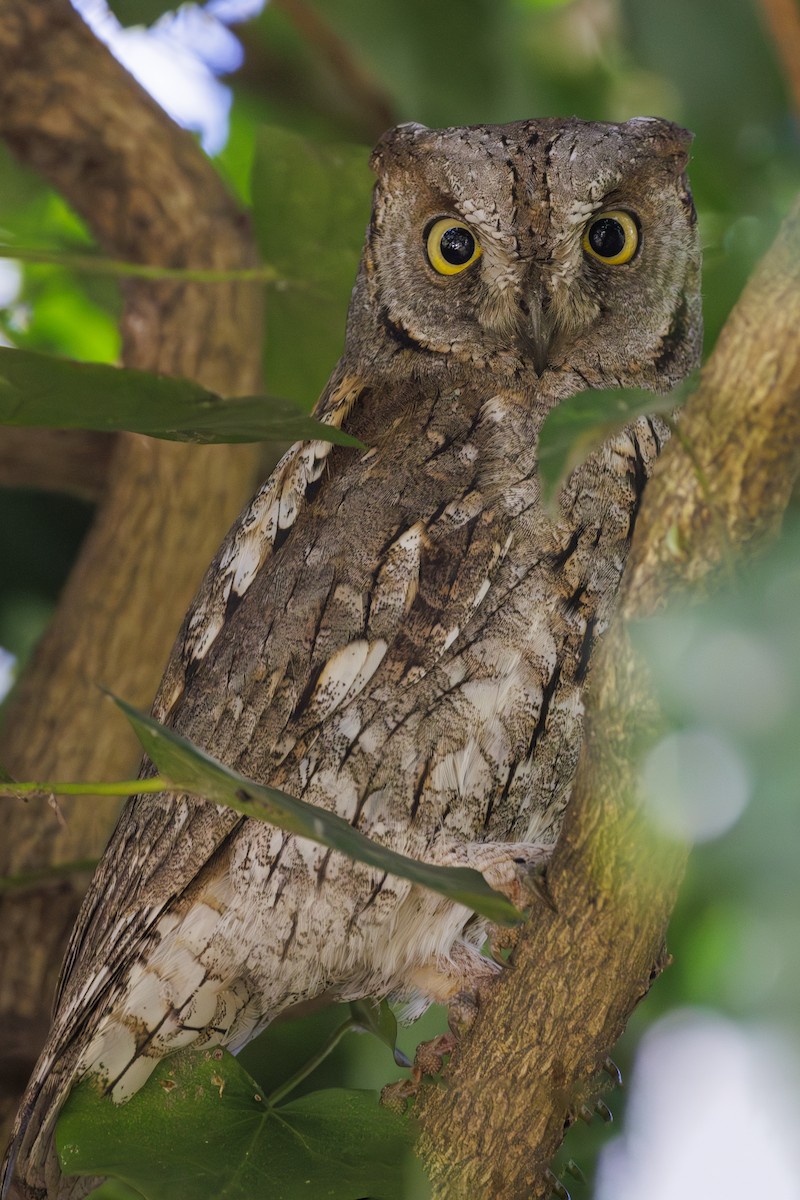 Eurasian Scops-Owl - ML618333622