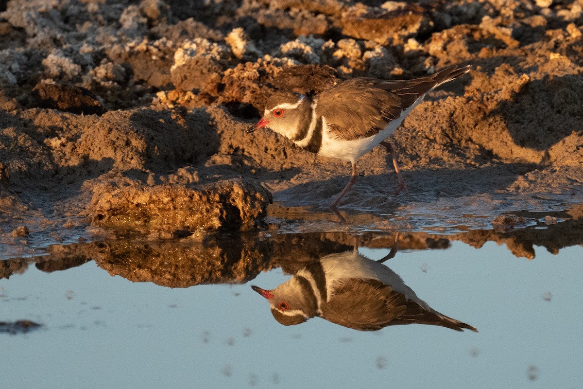 Three-banded Plover - ML618333655