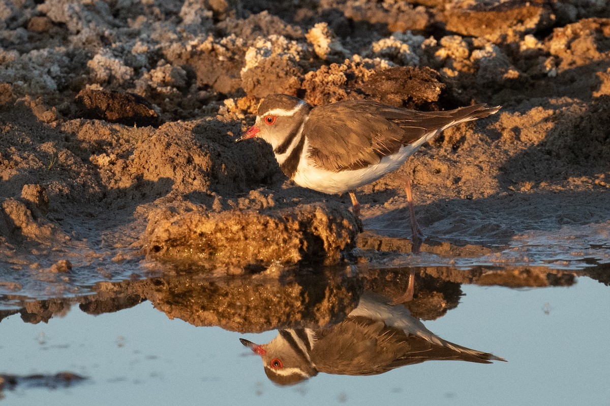 Three-banded Plover - ML618333669