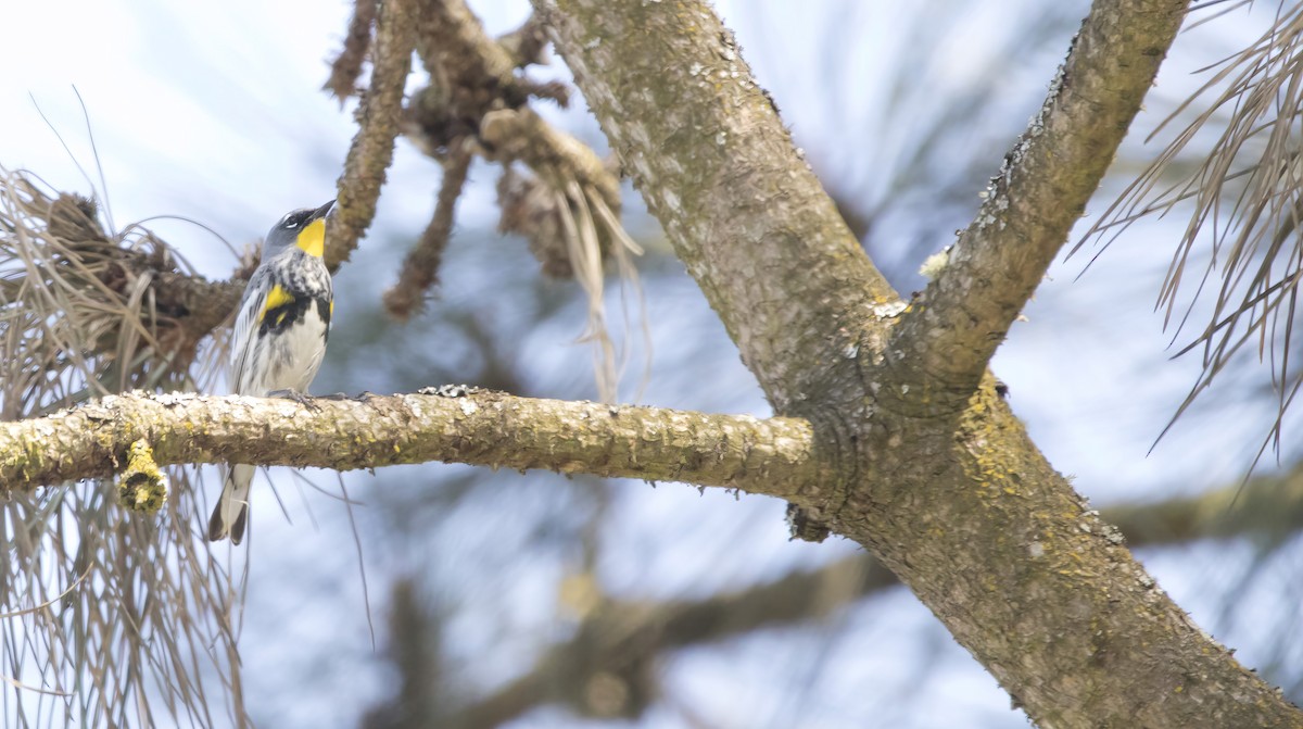 Yellow-rumped Warbler (Audubon's) - ML618333690