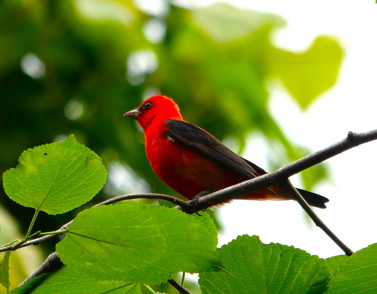 Scarlet Tanager - ML618333699