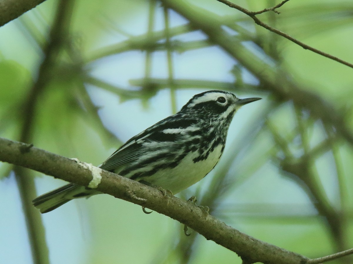 Black-and-white Warbler - ML618333700