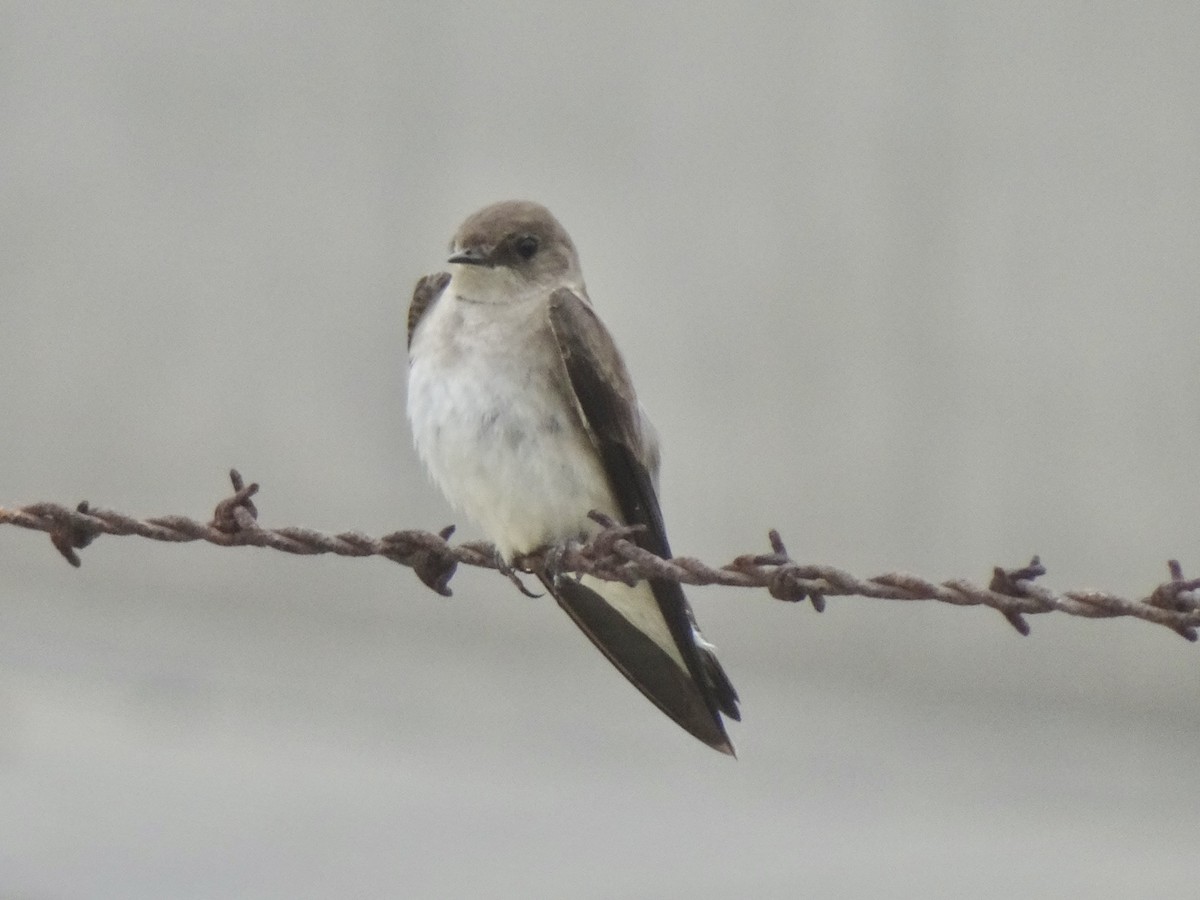 Northern Rough-winged Swallow - ML618333731