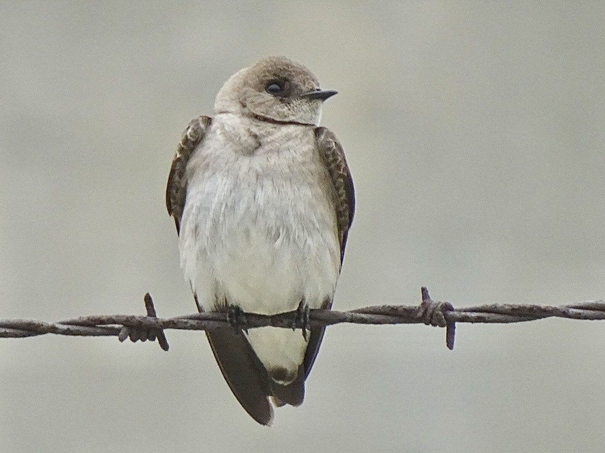 Northern Rough-winged Swallow - ML618333732