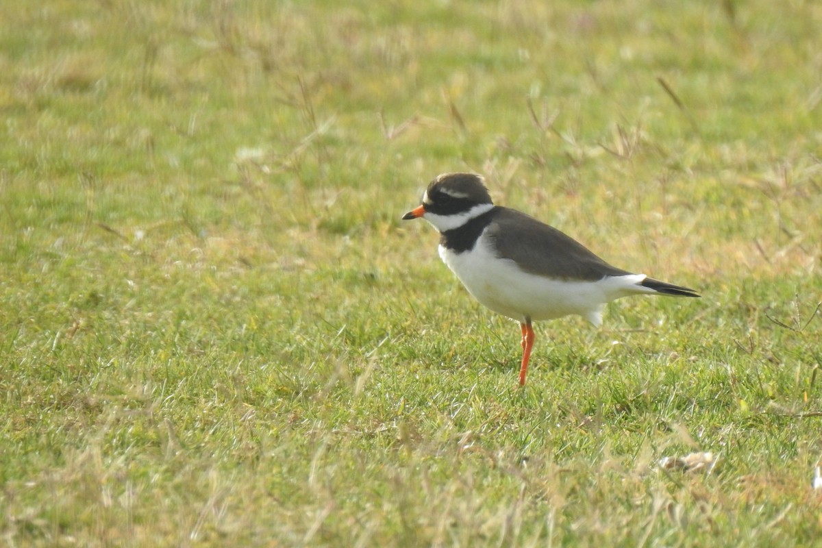 Common Ringed Plover - ML618333745
