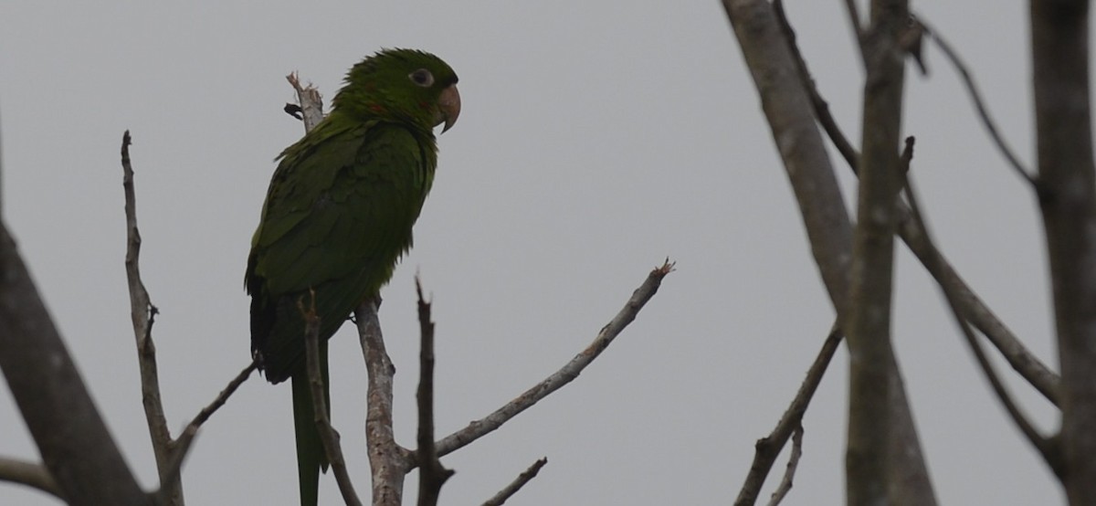 Scaly-naped Parrot - ML618333777