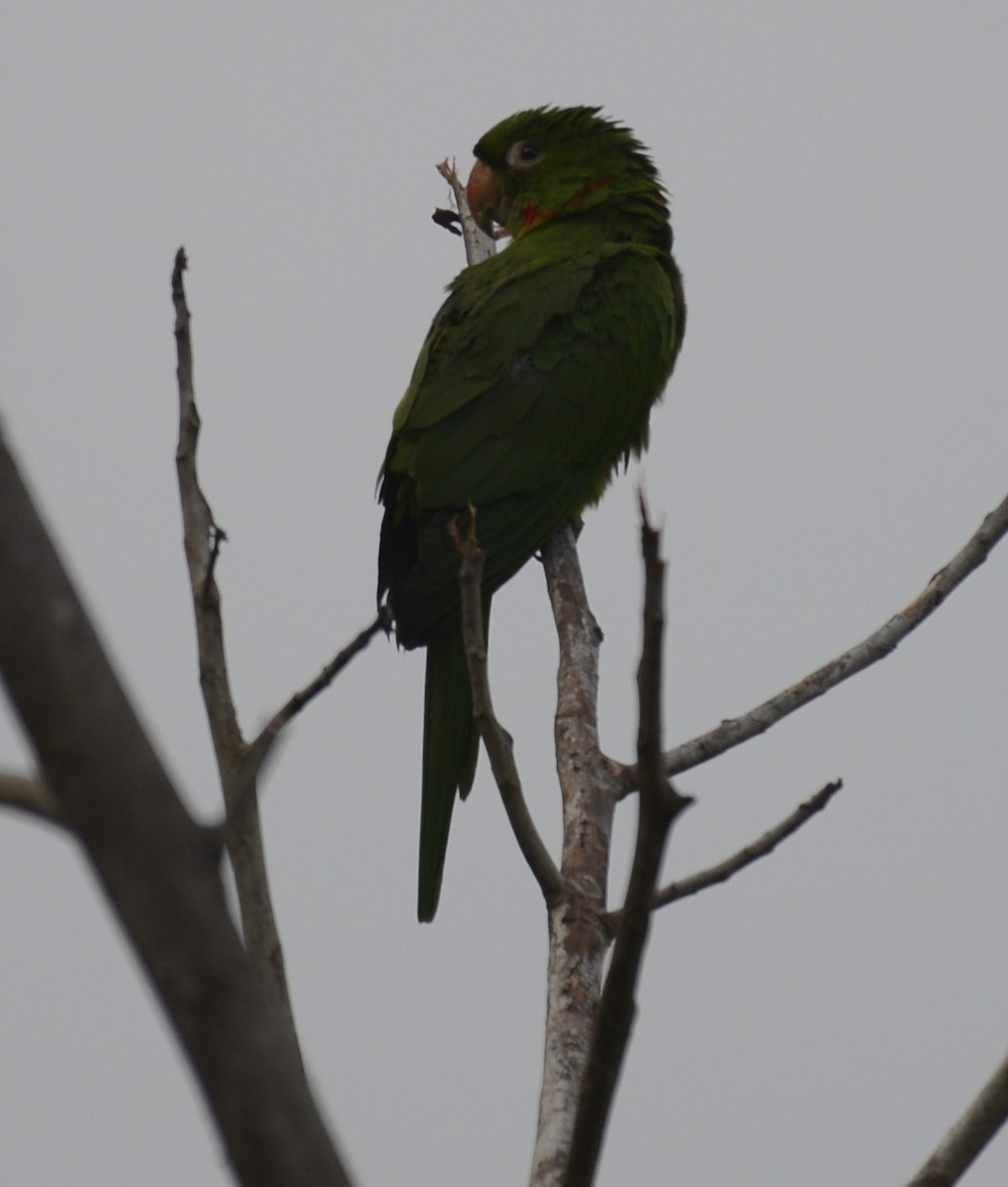 Scaly-naped Parrot - ML618333784