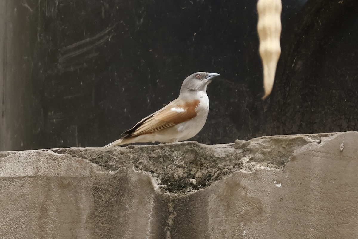 Northern Gray-headed Sparrow - ML618333787