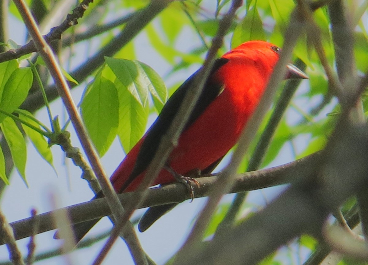 Scarlet Tanager - ML618333798