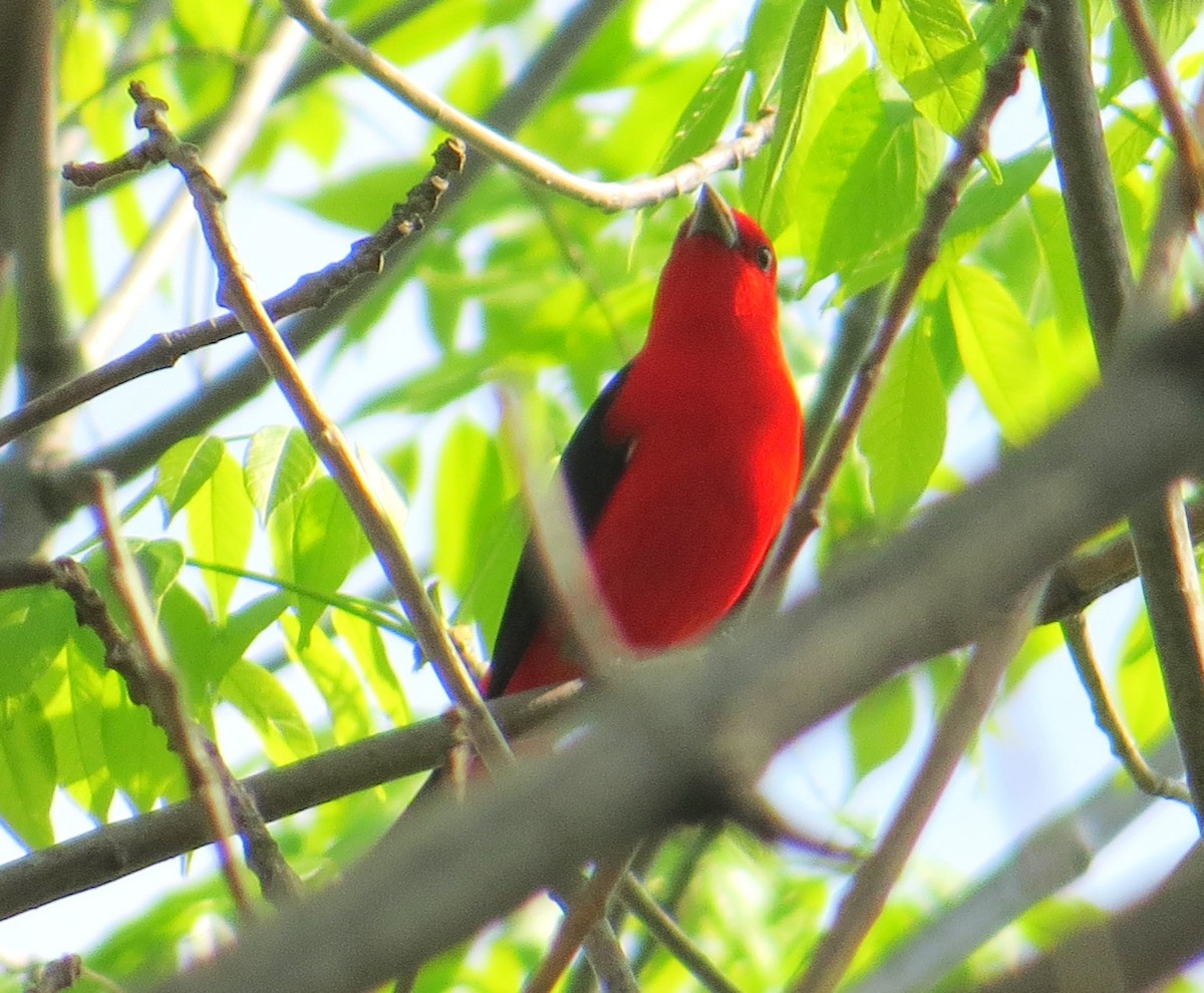 Scarlet Tanager - ML618333799