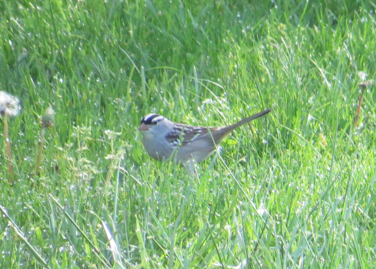 White-crowned Sparrow - ML618333825