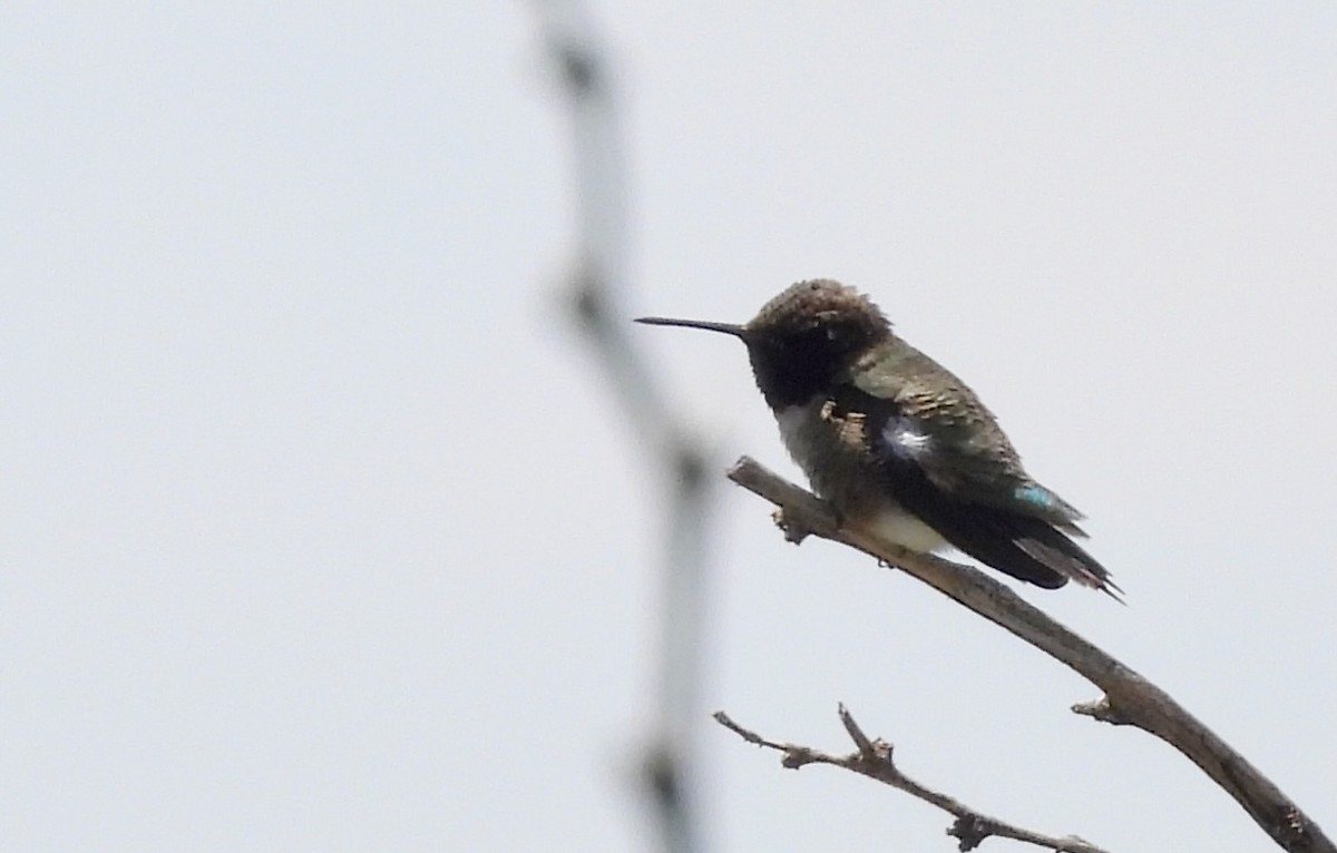 Black-chinned Hummingbird - ML618333851