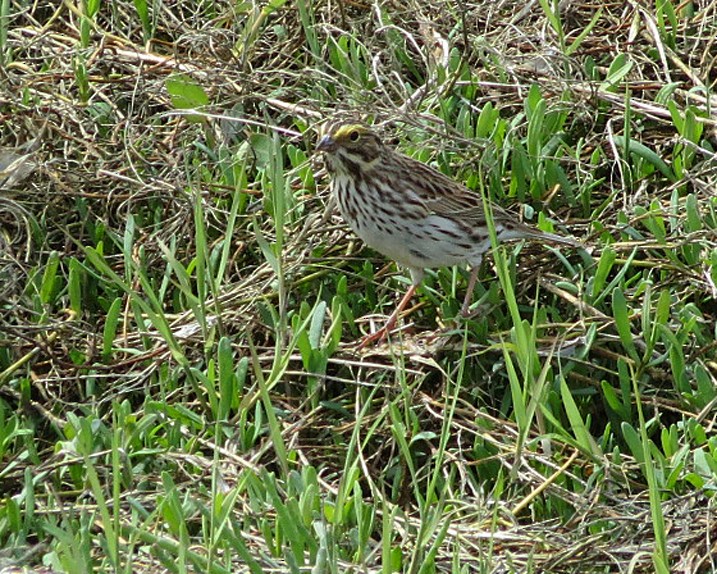 Savannah Sparrow (Savannah) - ML618333857