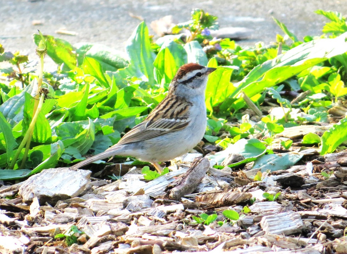 Chipping Sparrow - Vivek Govind Kumar