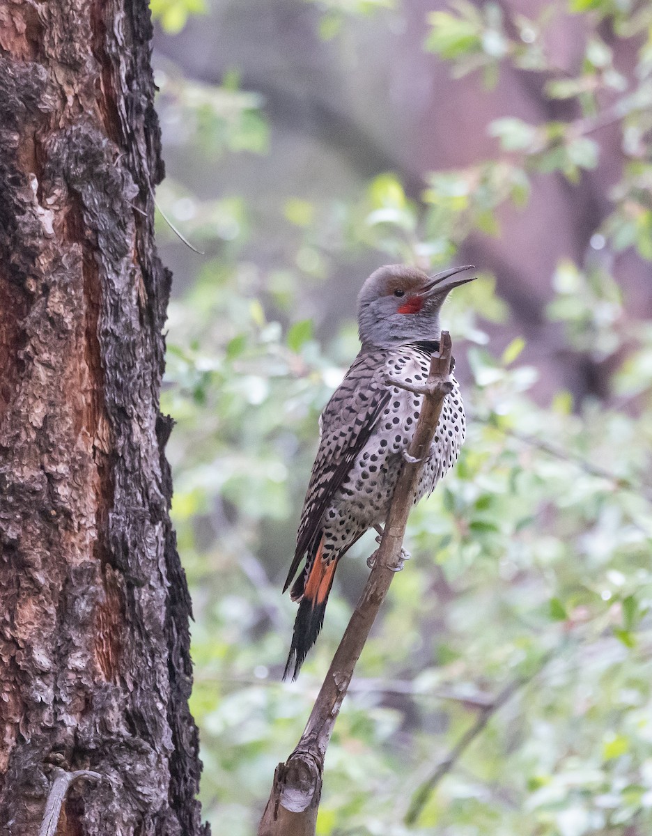Northern Flicker (Red-shafted) - ML618333877