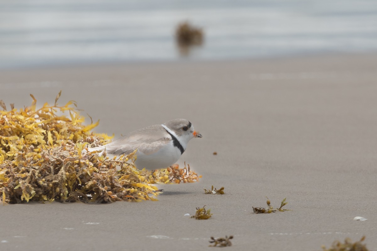 Piping Plover - ML618333931
